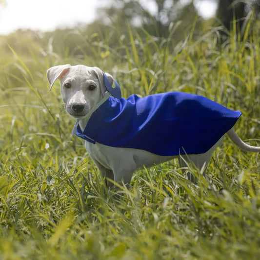 Canine Couture: The Unique Touch in Every Dog House, Toy, Grooming, and Outfit