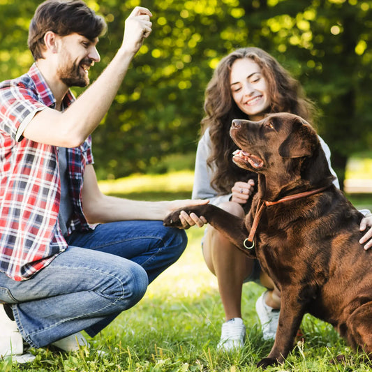 Style, Comfort, and Care: Elevate Your Pup's Lifestyle with Our Dog Essentials